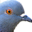 :pigeon: